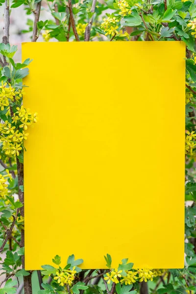 黄纸空白之间的醋栗分枝在开花. — 图库照片