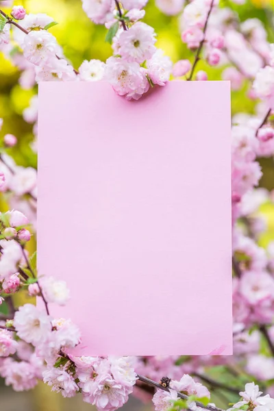 Papel em branco entre ramos de amêndoa floridos em flor. Rosa f — Fotografia de Stock