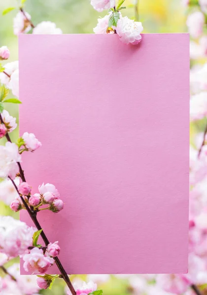 Papel em branco entre ramos de amêndoa floridos em flor. Rosa f — Fotografia de Stock