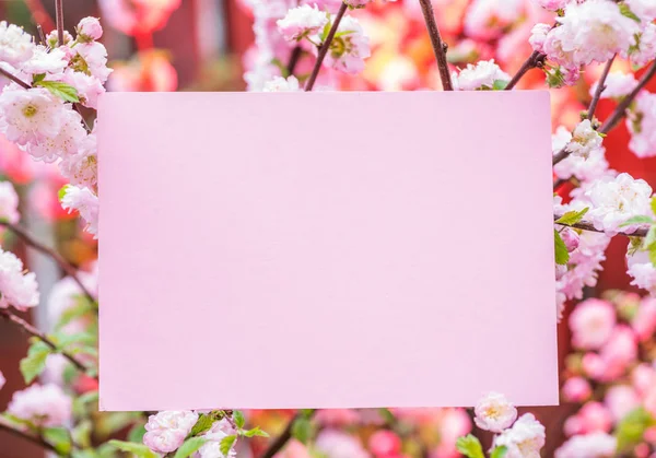 Papier blank zwischen blühenden Mandelzweigen in Blüte. rosa f — Stockfoto