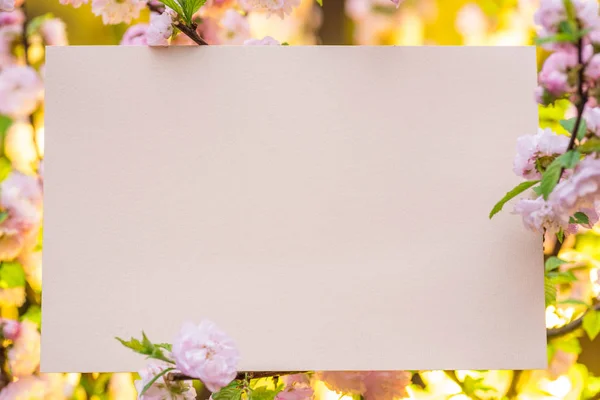 Papel rosa em branco entre ramos de amêndoa floridos em flor. P — Fotografia de Stock