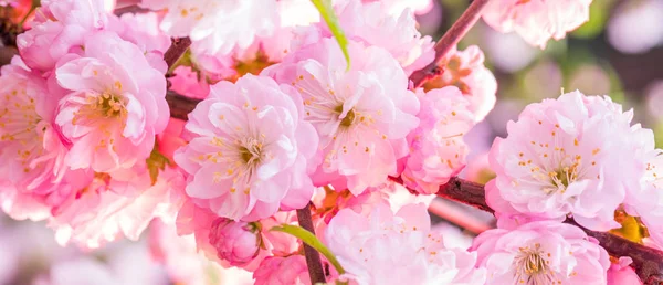 Pink paper blank between flowering almond branches in blossom. P — Stock Photo, Image