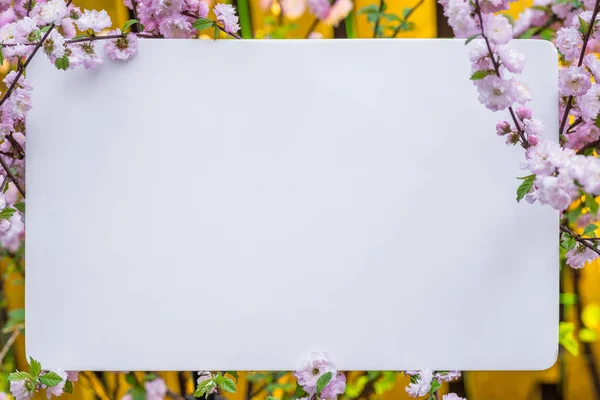 Papel em branco entre ramos de amêndoa floridos em flor. Rosa f — Fotografia de Stock