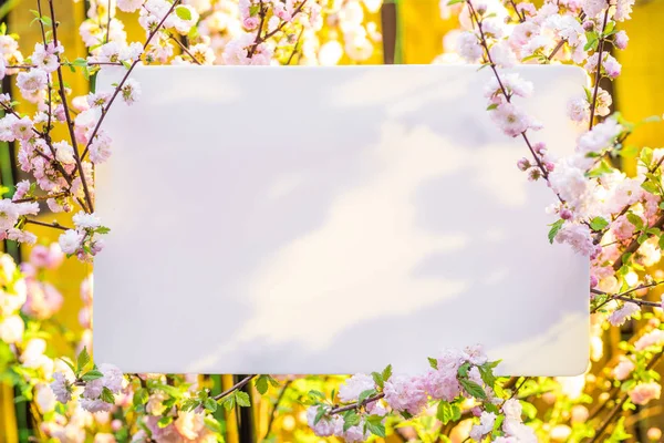 Papel em branco entre ramos de amêndoa floridos em flor. Rosa f — Fotografia de Stock