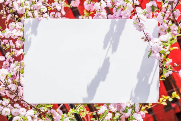 Papel en blanco entre ramas de almendras florecientes en flor. Rosa f —  Fotos de Stock
