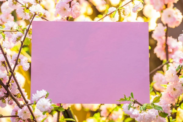 Papier blank zwischen blühenden Mandelzweigen in Blüte. rosa f — Stockfoto