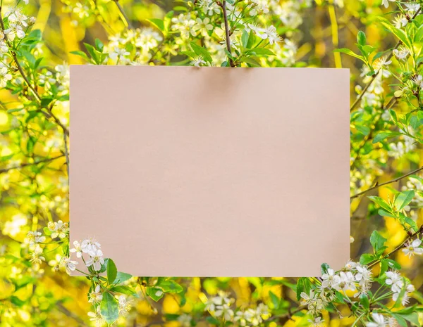 Заготовка паперу між вишневими гілками у цвітіння . — стокове фото