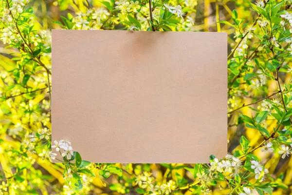 Papier blanc entre les branches de cerisier en fleur . — Photo