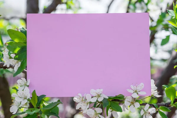 Papel em branco entre ramos de cereja em flor . — Fotografia de Stock
