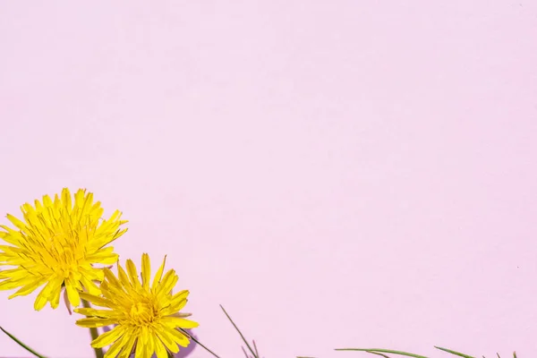 Розовая бумага пустая и желтый одуванчик цветы на нем . — стоковое фото