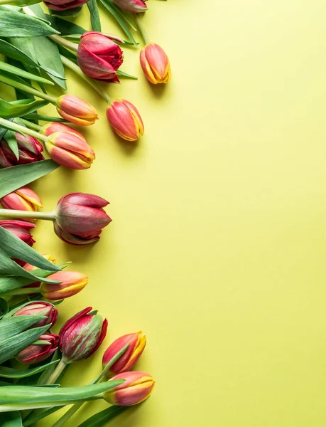 Zarte frische Tulpen auf gelbem Hintergrund. — Stockfoto