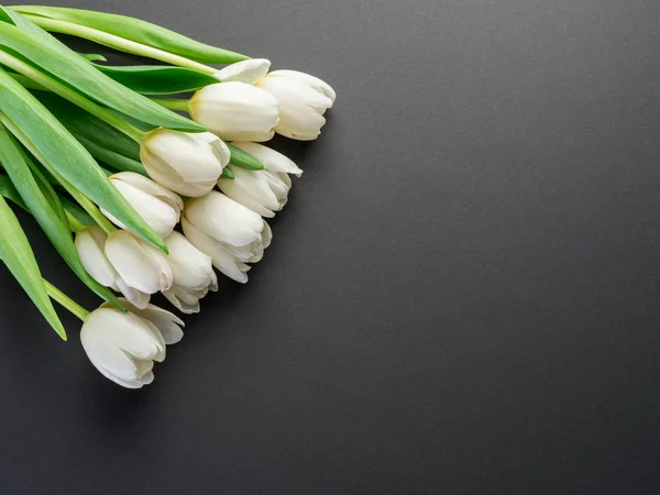 Білі ніжні тюльпани на темно-сірому фоні . — стокове фото