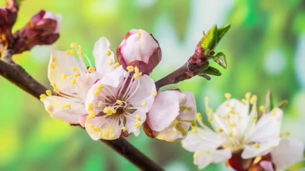 Fleurs Abricot Fleurissant Dans Fond Nature Vidéo Time Lapse — Video