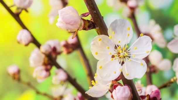 Aprikos Blommor Blommande Naturen Bakgrunden Långtidssekvenser Video — Stockvideo