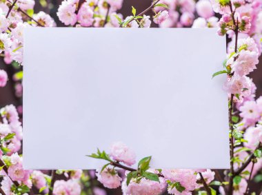 Kağıt çiçek çiçeklenme badem şubeleri arasında boş. Pembe f