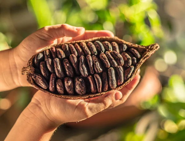Cocoa pods with dry cocoa beans in the male hands. Nature backgr
