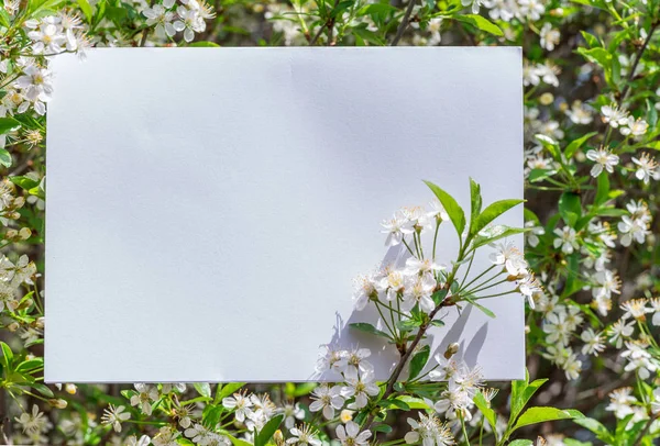 Papier blanc blanc entre les branches de cerisier en fleur . — Photo