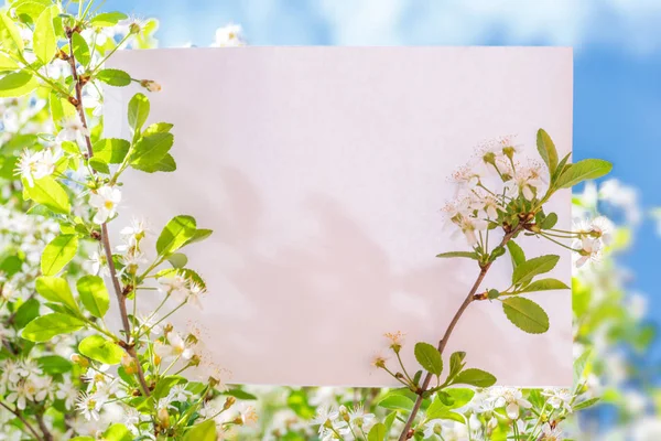 Папір пустий між вишневими гілками у цвітіння. Блакитне небо на — стокове фото