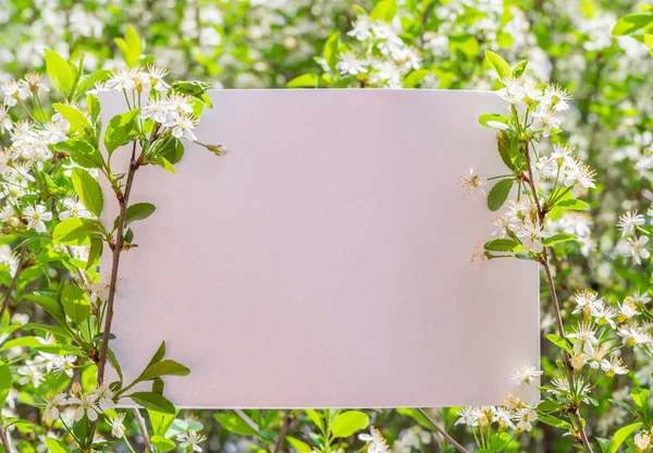 Papel em branco entre ramos de cereja em flor . — Fotografia de Stock