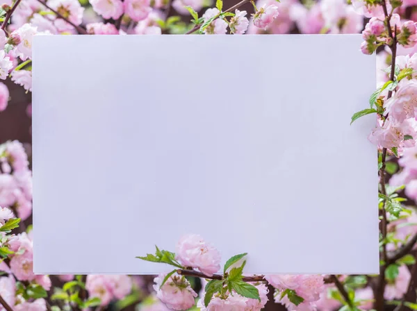 Kağıt çiçek çiçeklenme badem şubeleri arasında boş. Pembe f