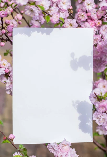 Paper blank between flowering almond branches in blossom. Pink f — Stock Photo, Image