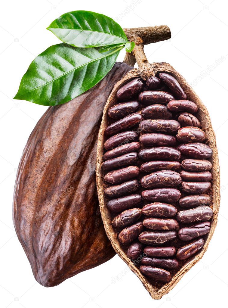 Open cocoa pod with cocoa seeds which is hanging from the branch