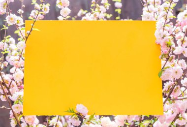 Kağıt çiçek çiçeklenme badem şubeleri arasında boş. Pembe f