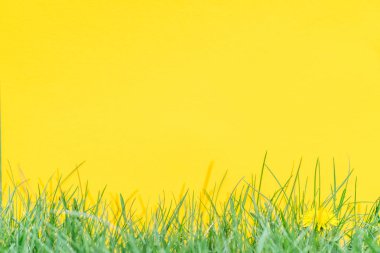 Sarı kağıt yeşil çimenlerin üzerinde boş. Yeşil çim bir çerçeve olarak.