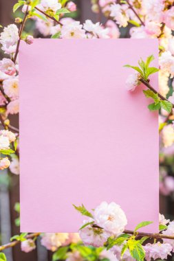 Kağıt çiçek çiçeklenme badem şubeleri arasında boş. Pembe f