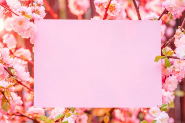 Kağıt çiçek çiçeklenme badem şubeleri arasında boş. Pembe f