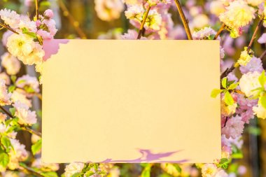 Kağıt çiçek çiçeklenme badem şubeleri arasında boş. Pembe f