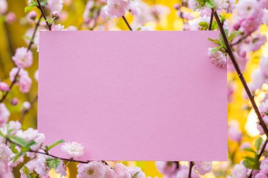 Kağıt çiçek çiçeklenme badem şubeleri arasında boş. Pembe f