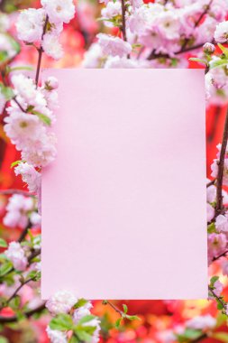 Kağıt çiçek çiçeklenme badem şubeleri arasında boş. Pembe f