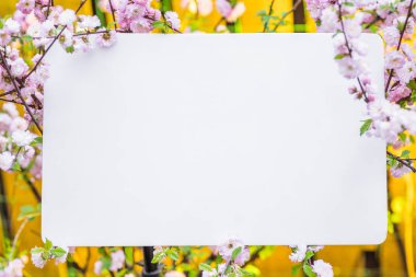 Kağıt çiçek çiçeklenme badem şubeleri arasında boş. Pembe f