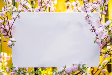 Kağıt çiçek çiçeklenme badem şubeleri arasında boş. Pembe f