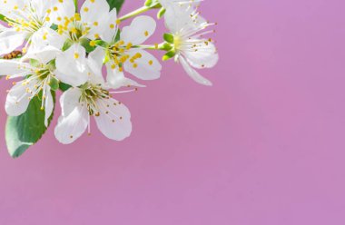 Mor kağıt boş ve üzerine kiraz ağacının çiçekleri. 