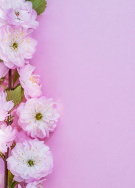 Üzerine badem bitkisinin mor kağıt boş ve güzel çiçekler. 