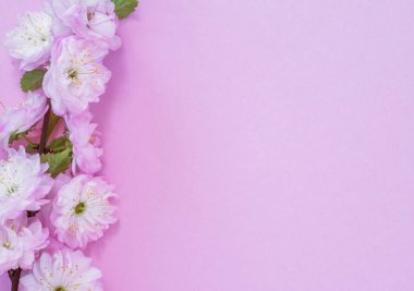 Üzerine badem bitkisinin mor kağıt boş ve güzel çiçekler. 