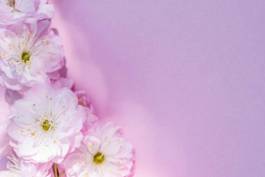 Üzerine badem bitkisinin mor kağıt boş ve güzel çiçekler. 