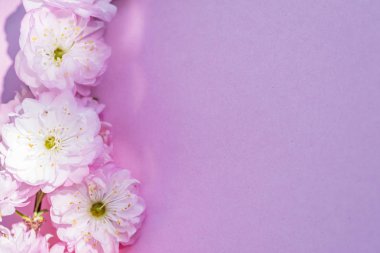 Üzerine badem bitkisinin mor kağıt boş ve güzel çiçekler. 