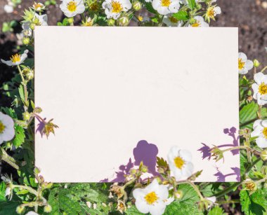 Çilek çiçekli çalılar arasında boş bir kağıt. Çilek akışı