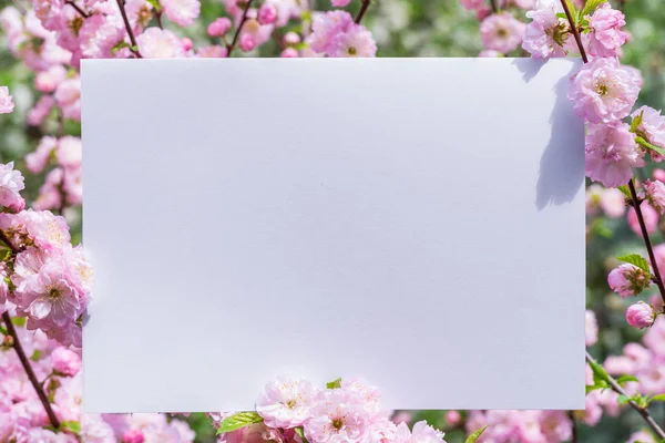 Papier blank zwischen blühenden Mandelzweigen in Blüte. rosa f — Stockfoto