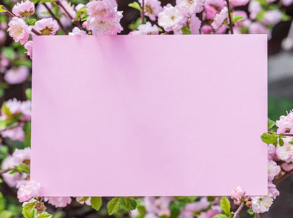 꽃의 아몬드 꽃 가지 사이 빈 종이입니다. 핑크 f — 스톡 사진