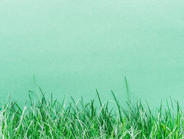 Yeşil kağıt yeşil çimenlerin üzerinde boş. Yeşil çim bir çerçeve olarak.