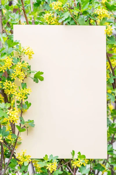 Papier jaune blanc entre les branches de groseille en fleur . — Photo