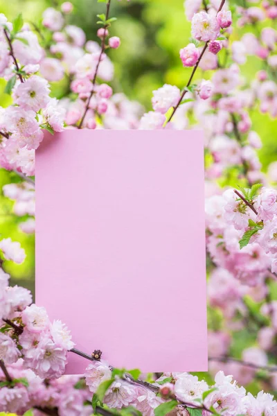 Kağıt çiçek çiçeklenme badem şubeleri arasında boş. Pembe f