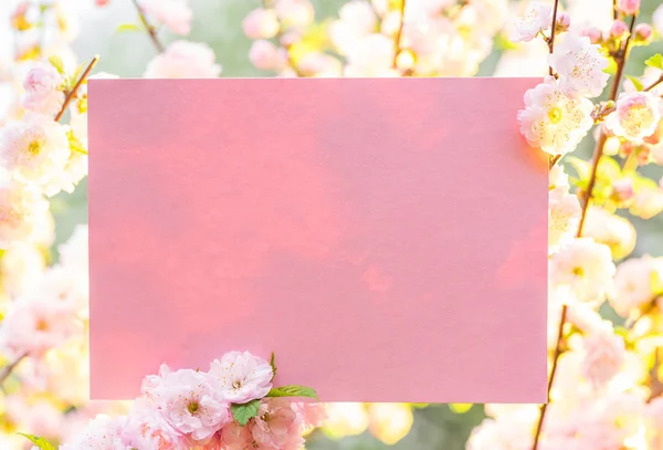 Χαρτί κενό μεταξύ ανθισμένες αμυγδαλιές κλάδους στο άνθος. Ροζ f — Φωτογραφία Αρχείου