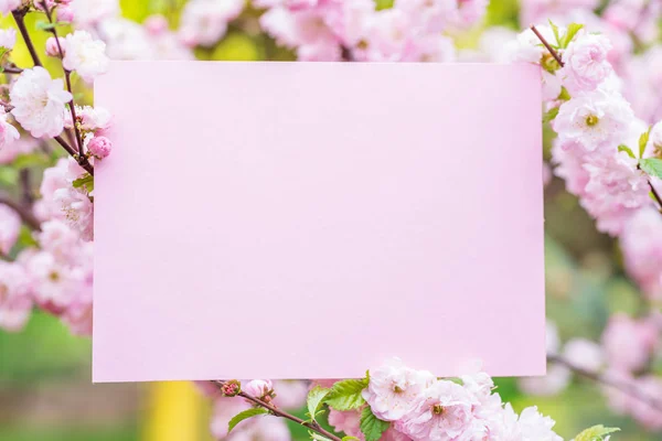 Papel em branco entre ramos de amêndoa floridos em flor. Rosa f — Fotografia de Stock