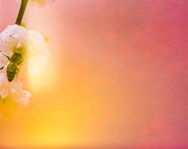 Abeille sur la fleur d'amande. Coloré fond rose et jaune . — Photo