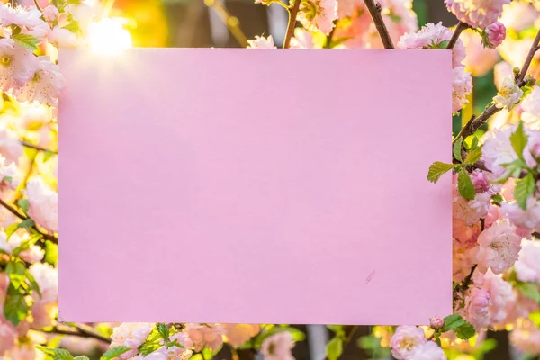 Kağıt çiçek çiçeklenme badem şubeleri arasında boş. Pembe f